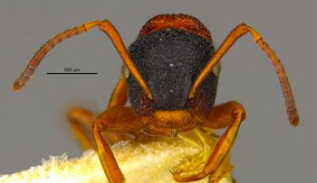 Media type: image;   Entomology 23342 Aspect: head frontal view